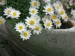 f0142668_69553.jpg