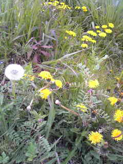 b0015869_16324857.jpg