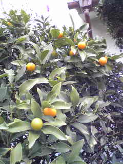 b0015869_16325976.jpg