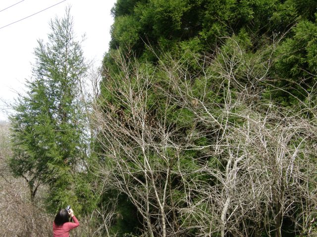 c0042869_6435574.jpg