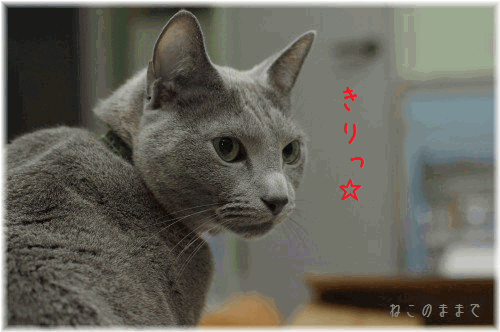 d0150672_2036821.gif