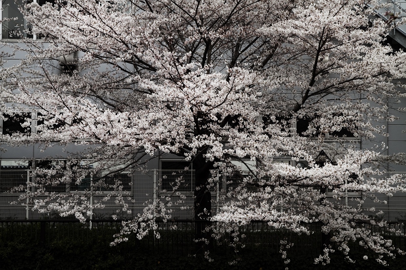 f0115475_19591738.jpg
