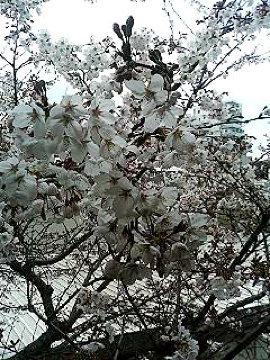 f0054677_910812.jpg