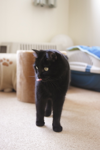 猫の方がいいの! ぺろっと舌を出す小娘
