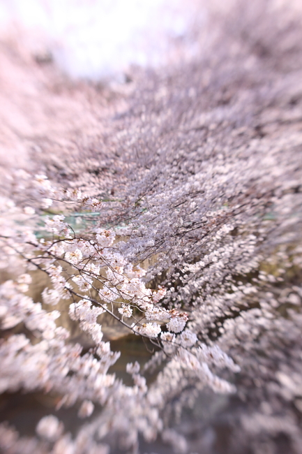 c0044199_2225553.jpg