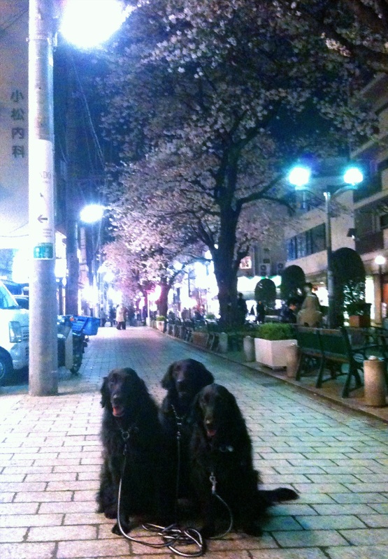 c0050400_134084.jpg
