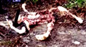 e0103408_1440119.gif