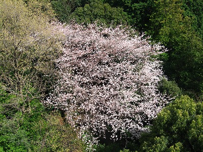 a0111621_1561776.jpg