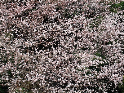 a0111621_1565254.jpg