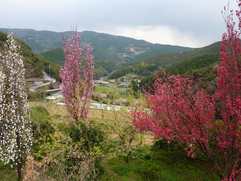e0178225_962029.jpg