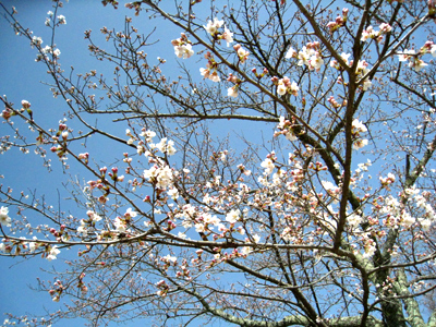 c0068639_22113648.jpg