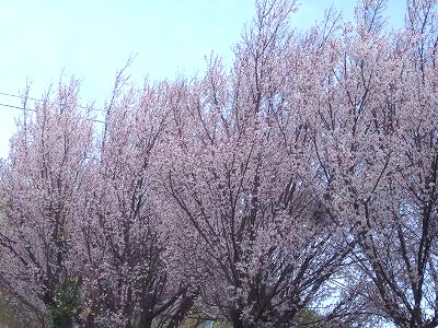 c0097558_23352835.jpg