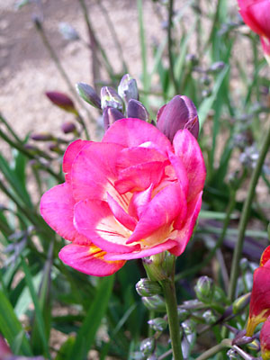 e0097770_22425984.jpg