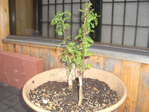 c0098871_13145179.jpg
