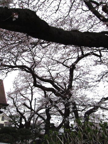 f0039281_175479.jpg