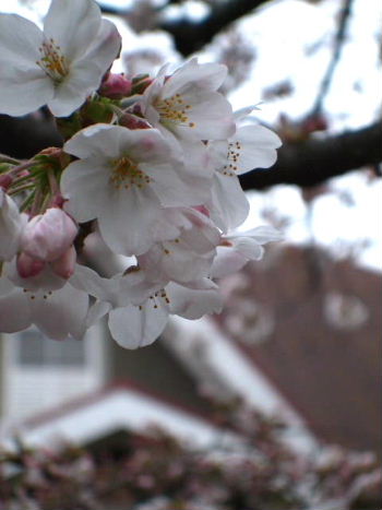f0039281_185029.jpg