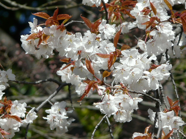 e0145782_1316131.jpg