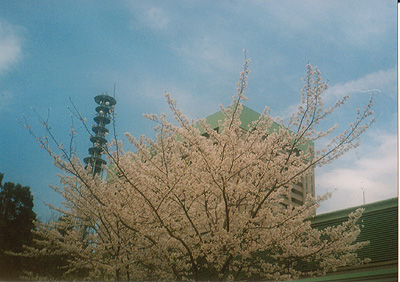 e0174382_1444538.jpg