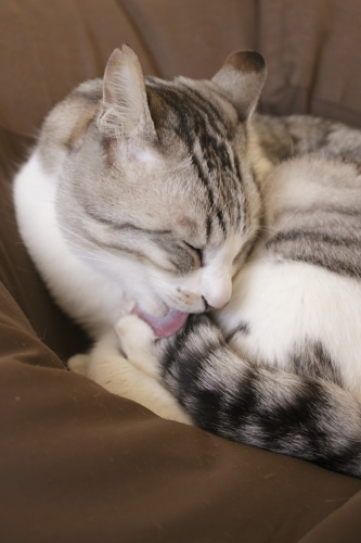 てへへっ♪ 照れくさそうに毛繕いをするお坊ちゃん