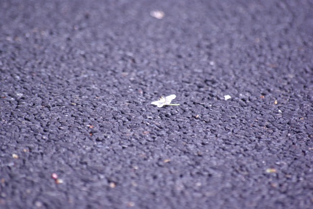 e0183804_6144890.jpg