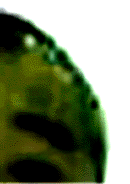 e0103408_1230695.gif