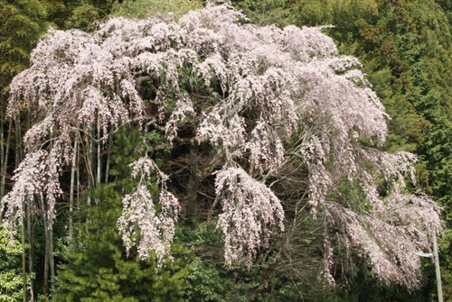 c0042418_8454946.jpg
