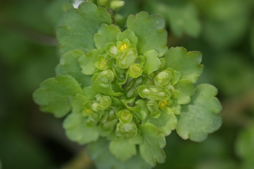 c0042418_851161.jpg