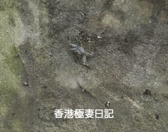 f0190653_9473392.gif