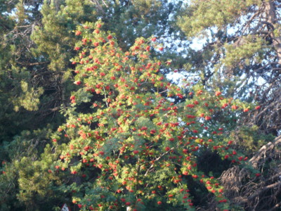 a0147890_2118912.jpg