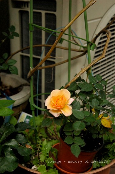 e0134091_23111721.jpg