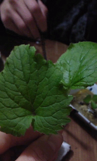 c0189894_2055948.jpg