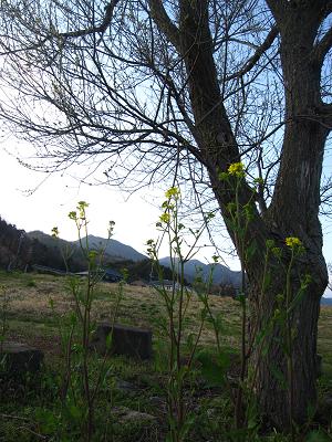 c0118495_22443298.jpg