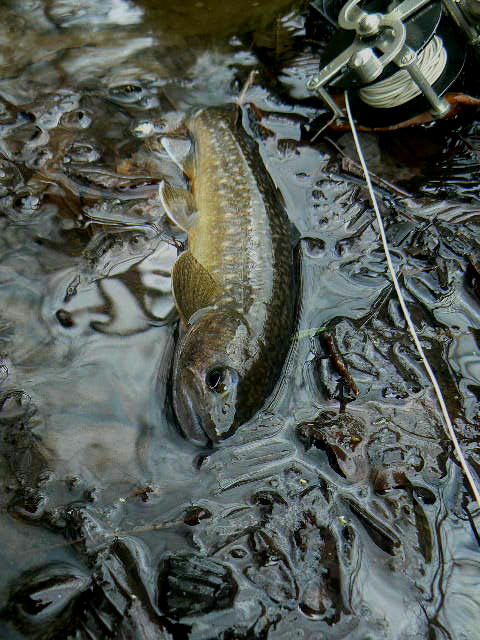 f0164503_17575164.jpg