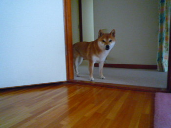 e0131506_236426.jpg