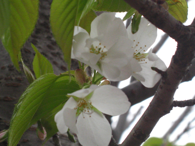 d0150309_21389.jpg