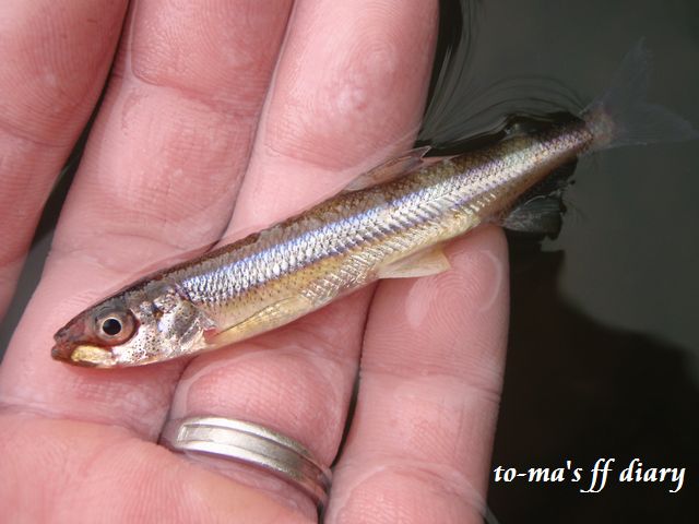 f0137709_043898.jpg
