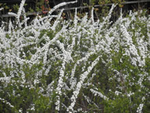 c0157412_154617.jpg