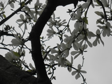 c0157412_1554294.jpg