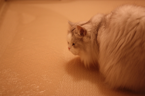 a0129020_10544663.jpg