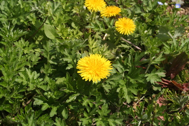 c0197220_12433051.jpg