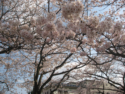 f0143445_197769.jpg