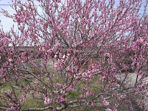 a0004752_15173364.jpg