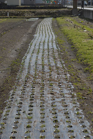 c0145453_016415.jpg
