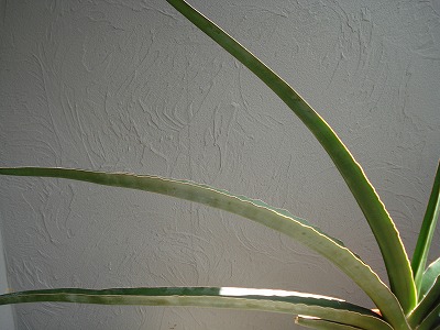 b0086362_13115657.jpg