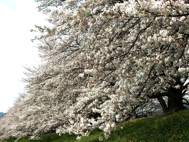 b0044663_2023593.jpg