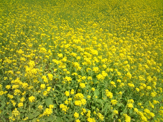 e0187064_1936911.jpg