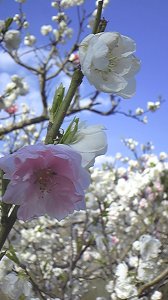 c0171468_05688.jpg