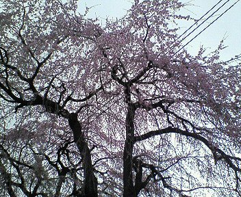 c0014187_233250.jpg