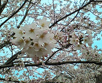c0014187_2351549.jpg