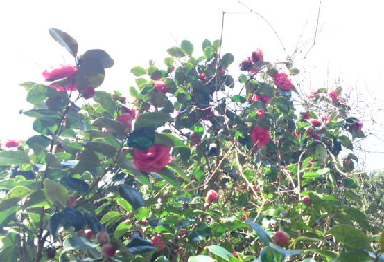 c0095492_23552767.jpg